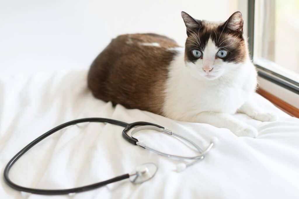 Cat lying near doctor's stethoscope waiting for appointment at clinic