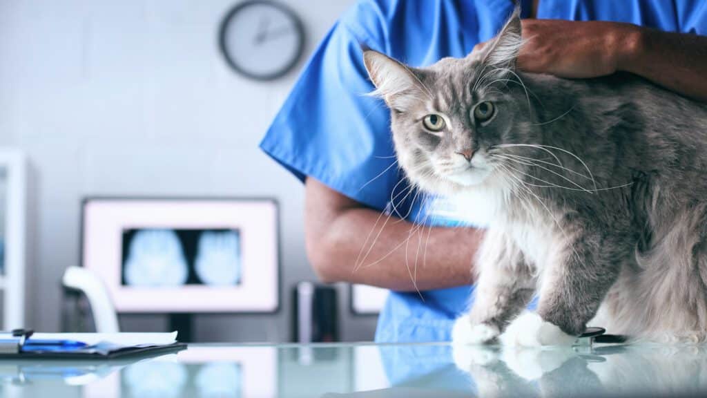 Close Up Of Male Vet Examining Pet Cat In Surgery